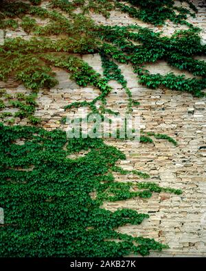 Vue sur old weathered brick wall avec des plantes rampantes vert Banque D'Images