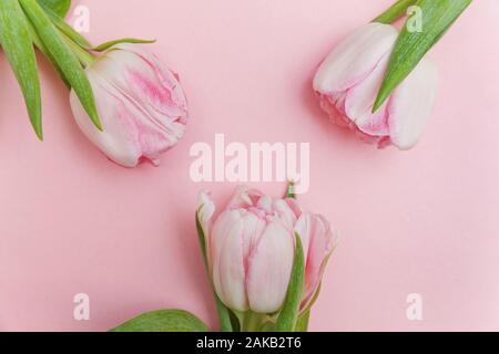 Carte de vœux de printemps. Bouquet de tulipes roses pastel frais fleurs sur fond rose coloré moderne très tendance. Vacances heureuses Pâques Fête des mères jour anniversaire saint-valentin anniversaire concept. Télévision jeter top view copy space Banque D'Images