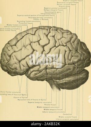 Anatomie chirurgicale : un traité sur l'anatomie humaine dans son application à la pratique de la médecine et chirurgie . Il l'extrémité de cette fissure avec le preoccipital.L'encoche sur la surface interne de l'hémisphère, il comprend que la partie derrière le mesialportion de la scissure pariéto-occipitale. Sur la surface basilaire il n'y a pas de démarcation entre elle traitdu et le lobe temporo-sphénoïdal. L'inférieur le méplatde ce lobe sera décrit avec la même surface de la temporo-sphenoid, astwo des plus importantes fissures secondaires ici vu occuper les deux theselobes, et d'étendre sans violation de cont Banque D'Images