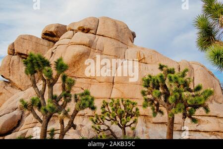 Joshua trees (Yucca brevifolia) dans la région de Desert, Californie, USA Banque D'Images