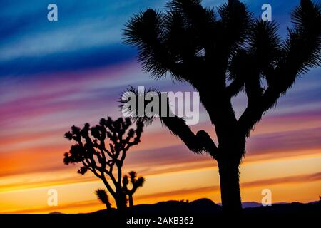 Joshua trees (Yucca brevifolia) qui se profile au coucher du soleil dans le désert, en Californie, USA Banque D'Images