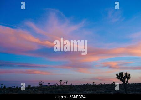 Joshua trees (Yucca brevifolia) dans le désert au coucher du soleil, Californie, USA Banque D'Images