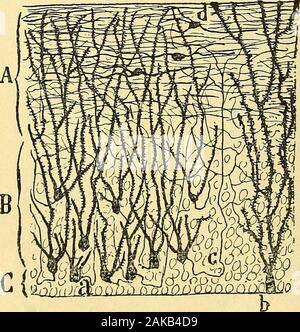 Les nouvelles idées sur la structure du système nerveux : chez l'homme et chez les vertébrés . les arborisa-tions terminales dune quantité innombrable de nerveusesascendantes ; 2° la :(L'une des cellules pyramidales qui occupenttoute la moitié inférieure de lécorce and expansionsnerveuses, verser, Timmense majorité ascendantes, se distri-buent et se ramifient dans la zone moléculaire. Un Oyarzum also observé des cellules pyramidales dont les axes se dirigeraient lescylindres en arrière ; elles représenteraientprobablement des fibres de projection. Mais ces cellules nese trouvent pas dan Banque D'Images