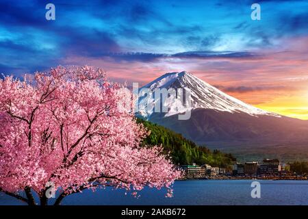 La montagne Fuji et cerisiers en fleurs au printemps, le Japon. Banque D'Images