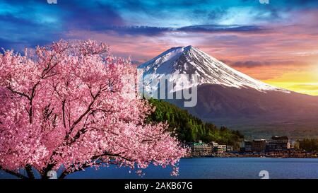 La montagne Fuji et cerisiers en fleurs au printemps, le Japon. Banque D'Images