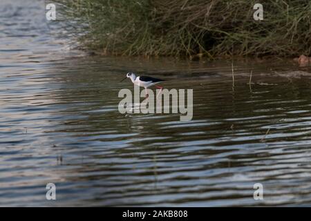 Oiseau d'eau (oiseau de pilotis présumé) marchant dans l'eau d'un lac à la recherche de nourriture Banque D'Images