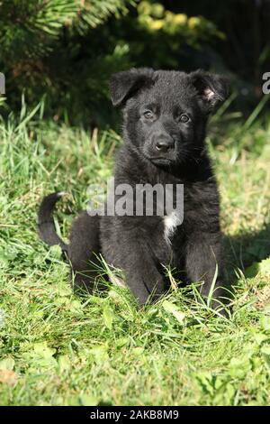 Adorable chiot berger allemand assis dans le jardin Banque D'Images
