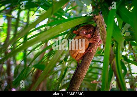 Syrichta Tarsier de couchage ou Tarsius sur l'arbre en sanctuaire Tarsier de île de Bohol, Philippines. Banque D'Images