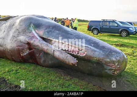 Plage Ardersier, Highlands, Moray, UK. 8 janvier, 2019. C'est un des lieux d'une grande baleine qui radeau ne s'et est mort à Ardersier, Moray Firth, Écosse. La baleine ios pour avoir une autopsie effectuée par l'animal marin écossais et régime permanent est d'être enterré dans un champ voisin. Credit : JASPERIMAGE/Alamy Live News Banque D'Images