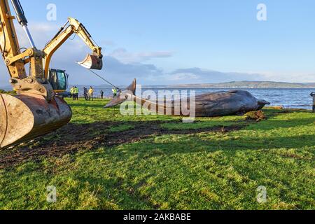 Plage Ardersier, Highlands, Moray, UK. 8 janvier, 2019. C'est un des lieux d'une grande baleine qui radeau ne s'et est mort à Ardersier, Moray Firth, Écosse. La baleine ios pour avoir une autopsie effectuée par l'animal marin écossais et régime permanent est d'être enterré dans un champ voisin. Credit : JASPERIMAGE/Alamy Live News Banque D'Images