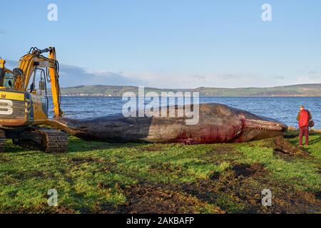 Plage Ardersier, Highlands, Moray, UK. 8 janvier, 2019. C'est un des lieux d'une grande baleine qui radeau ne s'et est mort à Ardersier, Moray Firth, Écosse. La baleine ios pour avoir une autopsie effectuée par l'animal marin écossais et régime permanent est d'être enterré dans un champ voisin. Credit : JASPERIMAGE/Alamy Live News Banque D'Images
