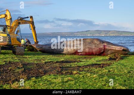 Plage Ardersier, Highlands, Moray, UK. 8 janvier, 2019. C'est un des lieux d'une grande baleine qui radeau ne s'et est mort à Ardersier, Moray Firth, Écosse. La baleine ios pour avoir une autopsie effectuée par l'animal marin écossais et régime permanent est d'être enterré dans un champ voisin. Credit : JASPERIMAGE/Alamy Live News Banque D'Images