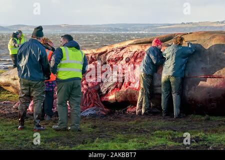 Plage Ardersier, Highlands, Moray, UK. 8 janvier, 2019. C'est un des lieux d'une grande baleine qui radeau ne s'et est mort à Ardersier, Moray Firth, Écosse. La baleine ios pour avoir une autopsie effectuée par l'animal marin écossais et régime permanent est d'être enterré dans un champ voisin. Credit : JASPERIMAGE/Alamy Live News Banque D'Images
