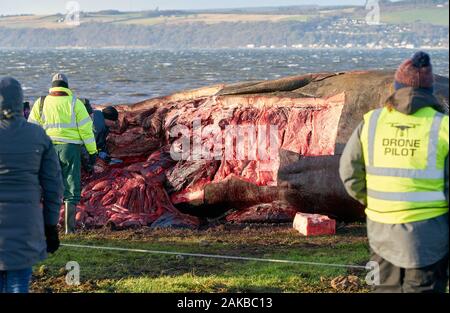 Plage Ardersier, Highlands, Moray, UK. 8 janvier, 2019. C'est un des lieux d'une grande baleine qui radeau ne s'et est mort à Ardersier, Moray Firth, Écosse. La baleine ios pour avoir une autopsie effectuée par l'animal marin écossais et régime permanent est d'être enterré dans un champ voisin. Credit : JASPERIMAGE/Alamy Live News Banque D'Images