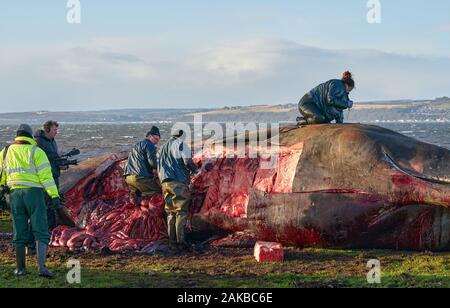 Plage Ardersier, Highlands, Moray, UK. 8 janvier, 2019. C'est un des lieux d'une grande baleine qui radeau ne s'et est mort à Ardersier, Moray Firth, Écosse. La baleine ios pour avoir une autopsie effectuée par l'animal marin écossais et régime permanent est d'être enterré dans un champ voisin. Credit : JASPERIMAGE/Alamy Live News Banque D'Images