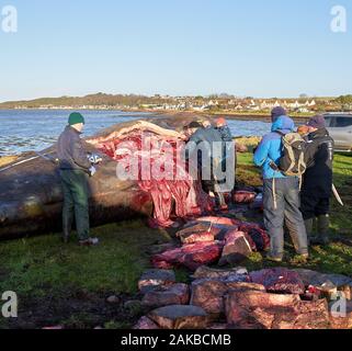 Plage Ardersier, Highlands, Moray, UK. 8 janvier, 2019. C'est un des lieux d'une grande baleine qui radeau ne s'et est mort à Ardersier, Moray Firth, Écosse. La baleine ios pour avoir une autopsie effectuée par l'animal marin écossais et régime permanent est d'être enterré dans un champ voisin. Credit : JASPERIMAGE/Alamy Live News Banque D'Images