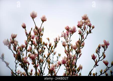 Magnolia fleurs roses fleurs arbre sur le brouillard, Close up, direction générale de l'extérieur. Magnolia genre plante en fleurs. Banque D'Images