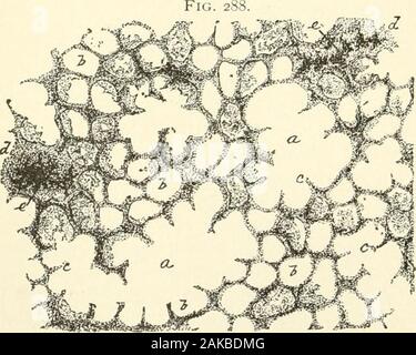 Manuel d'Histologie normale : y compris un compte de l'élaboration des tissus et organes de l'ue . la surface externe, étant en outre couvert par thepleura. Par la division de l'administration du tube bronchique dans le alveolarducts, et l'origine de ces de l'air et infundibula-sac, la partie de parenchyme pulmonaire dans la communica-tion avec un seul bronchiole terminale forme une masse pyramidale,dont le sommet correspond au terminal des bronches, et whosebase, en atteignant la surface libre, apparaît comme l'un des polygo-nal de thelung markingthe les protections extérieures. Ces Banque D'Images