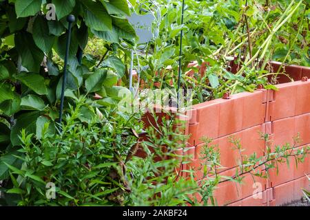 Composteur en plastique dans les usines de compost de jardin envahi par la végétation Banque D'Images