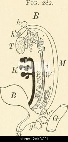 Manuel d'Histologie normale : y compris un compte de l'élaboration des tissus et des organes . c Banque D'Images