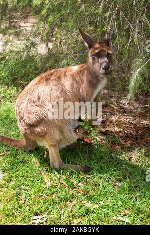 Kangaroo; une femelle adulte de Kangaroo gris oriental ( Macropus giganteus ) avec un jeune joey dans sa pochette, Urimbirra Wildlife Park, Australie méridionale Banque D'Images