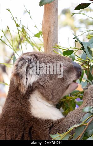 Koala, Phascolarctos cinereus , près de la tête d'un koala, exemple de la faune australienne, Urimbirra Wildlife Park, Australie méridionale Banque D'Images