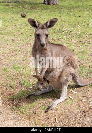 Kangaroo; une femelle adulte de Kangaroo gris oriental ( Macropus giganteus ) avec un jeune joey dans sa pochette, Urimbirra Wildlife Park, Australie méridionale Banque D'Images