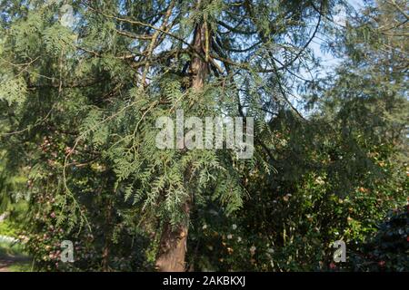Korean Arborvitae Thuja koraiensis (arbre) dans un jardin boisé en milieu rural Devon, England, UK Banque D'Images