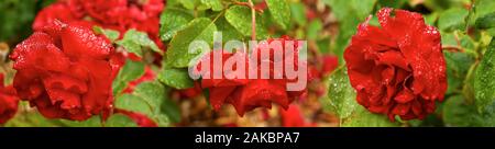 Roses de printemps avec gouttes de rosée, Seattle, Washington, USA Banque D'Images