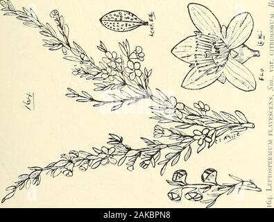 Catalogue complet des plantes du Queensland, les deux peuples et naturalizedTo qui sont ajoutés, si elle est connue, l'autochtone et d'autres noms vernaculaires ; avec de nombreuses illustrations et des notes sur les propriétés, caractéristiques, &c., des plantes . U. 192 LI. MYRTACE^. Banque D'Images