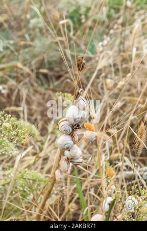 Accumulation d'escargots sur une brindille sèche plante Banque D'Images