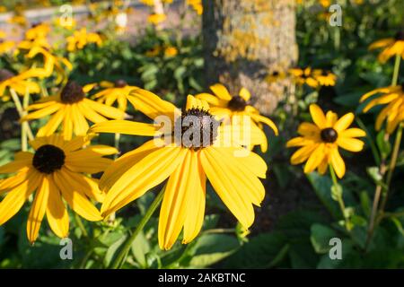 Fleurs jaunes (Echinacea paradoxa) dans un jardin Banque D'Images