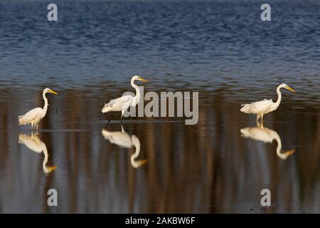 Trois grandes aigrettes aigrettes commune / / grande aigrette blanche (Ardea alba) se nourrissent dans les eaux peu profondes du lac en été Banque D'Images