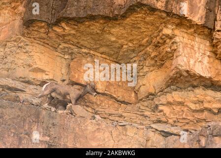 Mouflon désert sur une corniche au-dessus de la Rivière San Juan, dans le sud de l'Utah. Banque D'Images