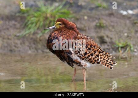 Ruff (Calidris pugnax) mâle territorial en plumage nuptial afficher dans des milieux humides au printemps Banque D'Images