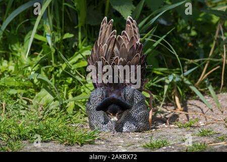 Ruff (Calidris pugnax) mâle territorial en plumage nuptial afficher dans le champ au printemps Banque D'Images