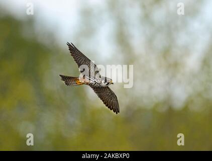 Hobby Falco subuteo après hawking libellules printemps Norfolk Banque D'Images