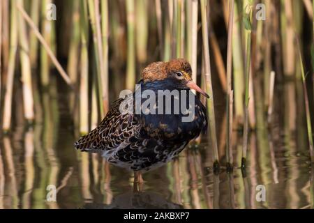 Ruff (Calidris pugnax) mâle territorial en plumage nuptial afficher dans des milieux humides au printemps Banque D'Images