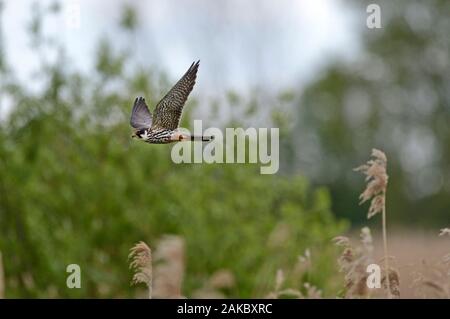 Hobby Falco subuteo après hawking libellules printemps Norfolk Banque D'Images