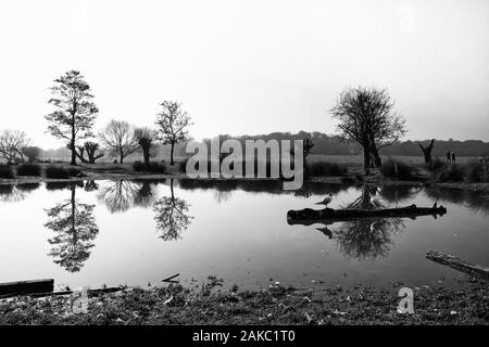 Paysage en noir et blanc avec des reflets d'arbres, de branches et d'oiseaux sur la surface d'un étang Banque D'Images