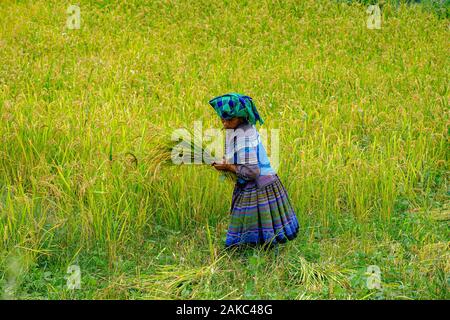 Vietnam, Bac Ha, champs de riz en terrasse, les femmes d'ethnie hmong de la récolte du riz Banque D'Images