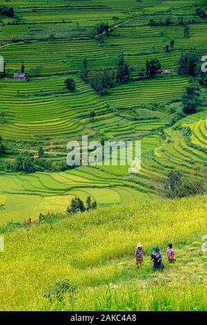 Vietnam, Bac Ha, champs de riz en terrasse, les femmes d'ethnie hmong de la récolte du riz Banque D'Images