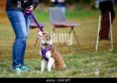 Un border collie cross en attente d'être jugés dans une fête du village dog show Banque D'Images