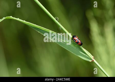 La France, Territoire de Belfort, Foussemagne, pré, Cercopis vulnerata, homme Banque D'Images