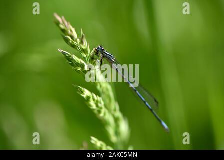 La France, Territoire de Belfort, Foussemagne, étang de la Marniere, dragonfly (Coenagrion puella), homme de manger une proie Banque D'Images