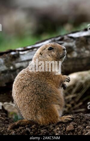 France, Moselle, Rhodes, Sainte Croix Wildlife park, le chien de prairie (Cynomys ludovicianus) Banque D'Images