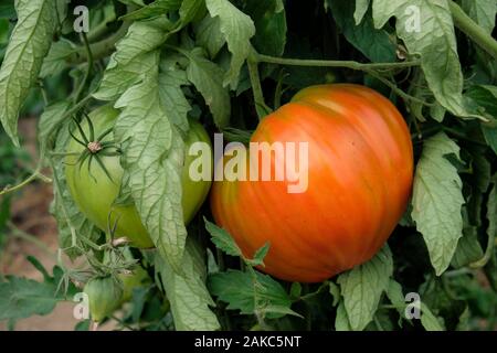 La France, Haut Rhin, Chavannes sur l Etang, maraîchage, serre, la tomate (Solanum lycopersicum), variété coeur de boeuf Banque D'Images