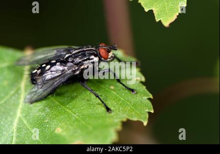 La France, Territoire de Belfort, Foussemagne, pré, fly (Sarcophaga carnaria) Banque D'Images
