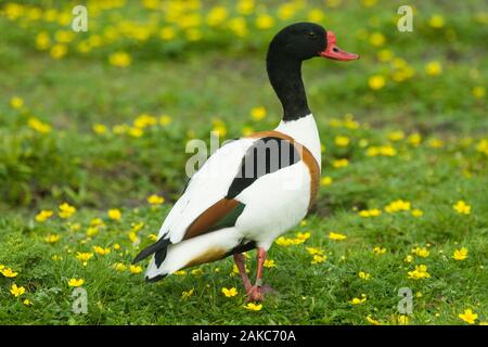 Tadorne casarca tadorna Tadorna (). Homme ou "heldrake'. Remarque B.T.O.  = British Trust for Ornithology bague en alliage métallique ou 'band' sur la jambe droite. Banque D'Images
