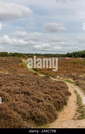 La lande à la fin de l'été après la Heather a été en fleur Banque D'Images